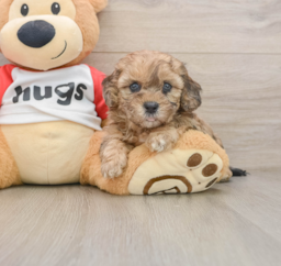 7 week old Shih Poo Puppy For Sale - Puppy Love PR