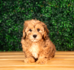 10 week old Shih Poo Puppy For Sale - Puppy Love PR