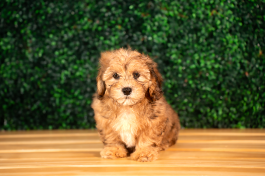 Shih Poo Pup Being Cute