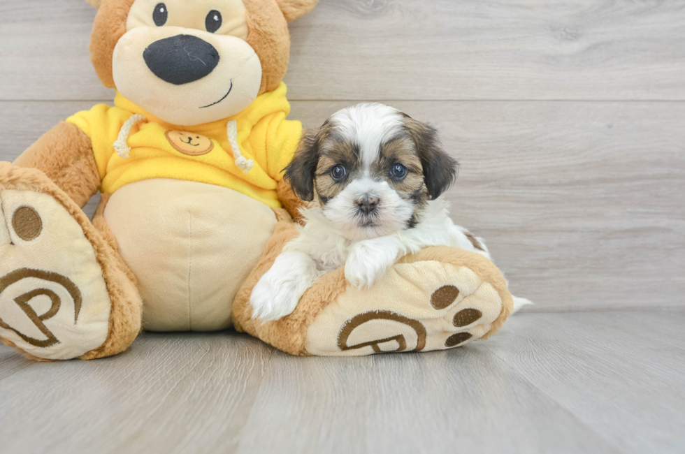 5 week old Shih Poo Puppy For Sale - Puppy Love PR