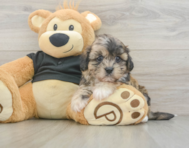 8 week old Shih Poo Puppy For Sale - Puppy Love PR