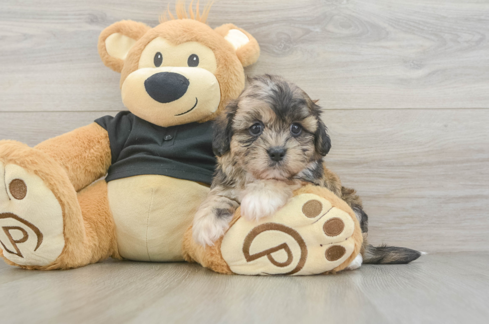 5 week old Shih Poo Puppy For Sale - Puppy Love PR