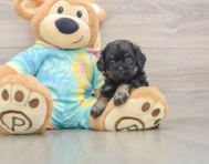 5 week old Shih Poo Puppy For Sale - Puppy Love PR