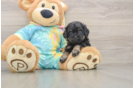 Cute Shih Poo Baby