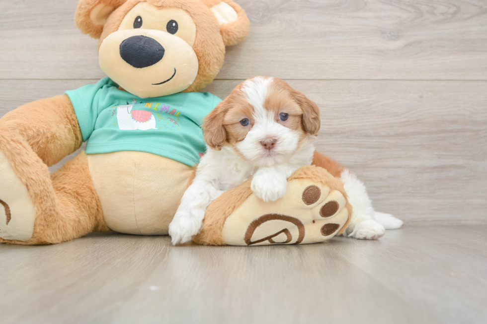 Shih Poo Pup Being Cute