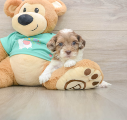 8 week old Shih Poo Puppy For Sale - Puppy Love PR