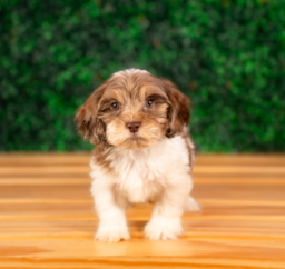 9 week old Shih Poo Puppy For Sale - Puppy Love PR