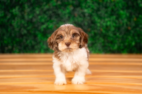 Cute Shih Poo Poodle Mix Pup