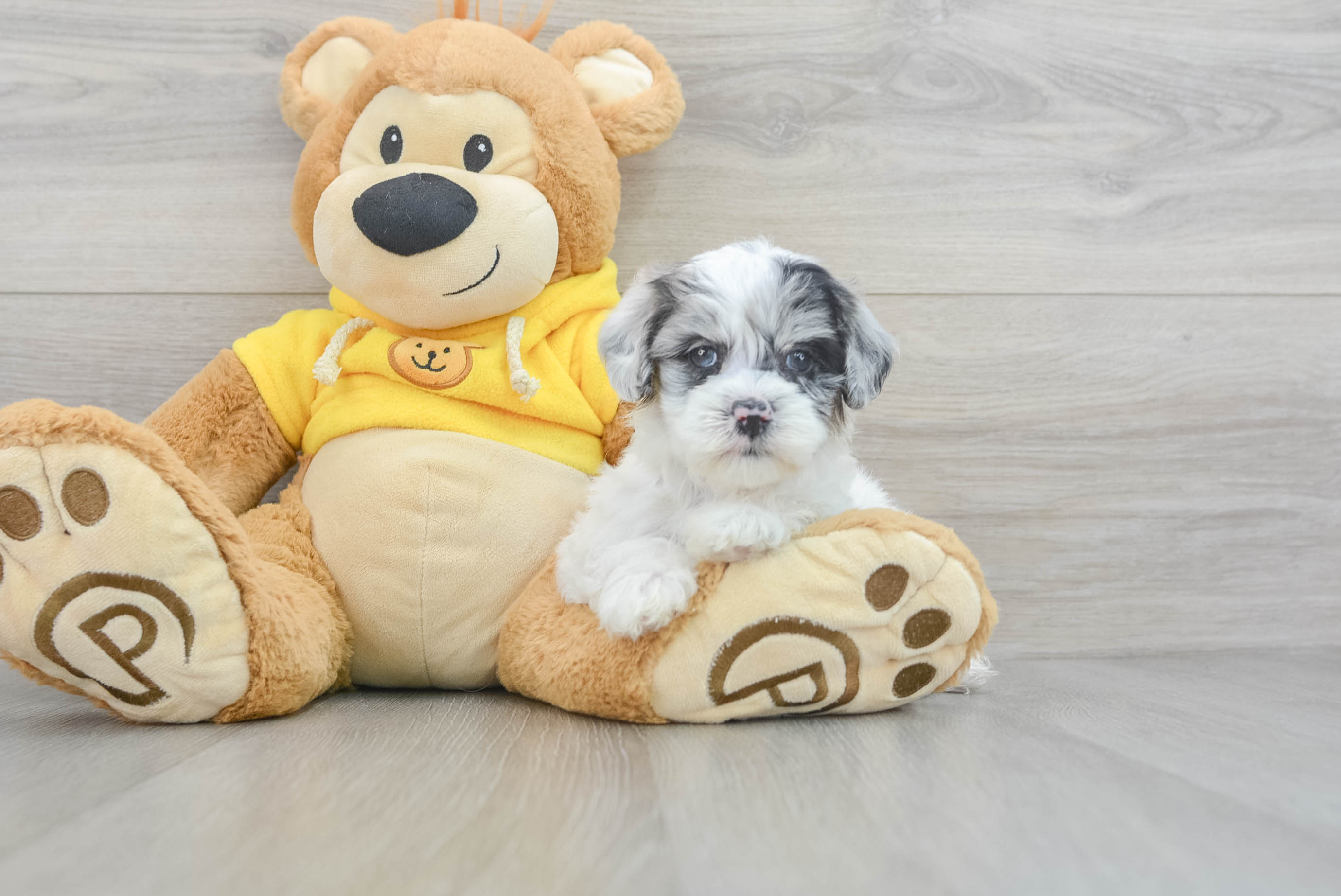 Shih Poo Pup Being Cute