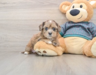8 week old Shih Poo Puppy For Sale - Puppy Love PR