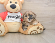 8 week old Shih Poo Puppy For Sale - Puppy Love PR