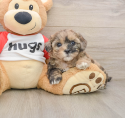 8 week old Shih Poo Puppy For Sale - Puppy Love PR