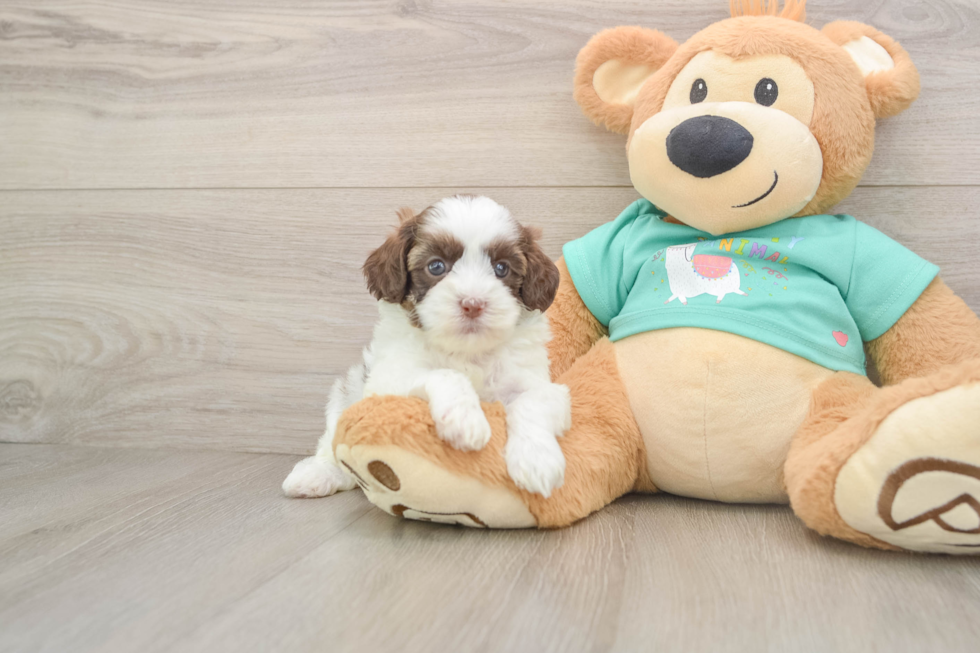 Small Shih Poo Baby