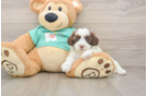 Shih Poo Puppy for Adoption