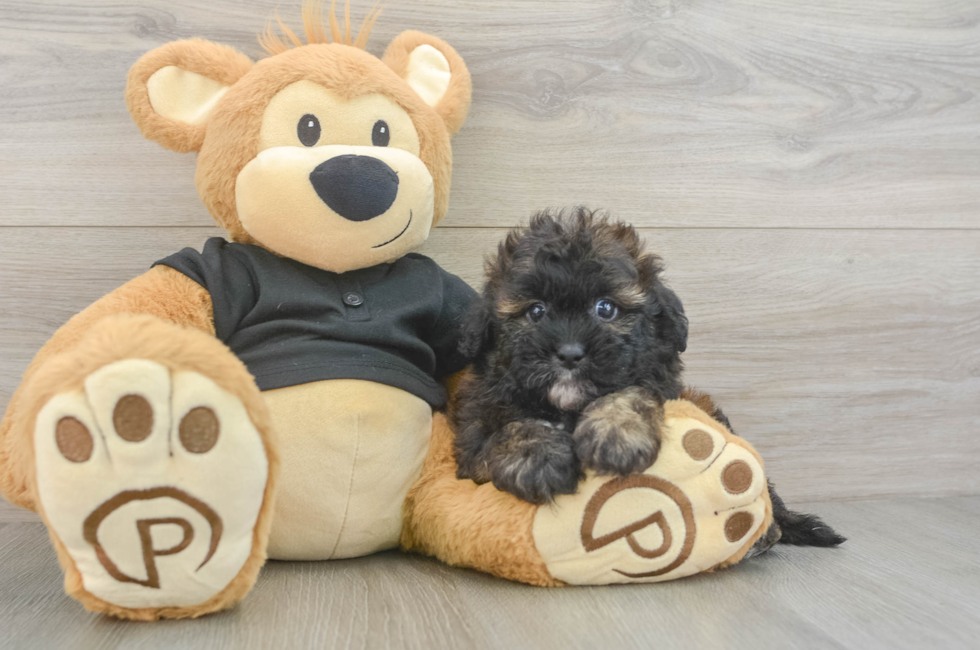 5 week old Shih Poo Puppy For Sale - Puppy Love PR
