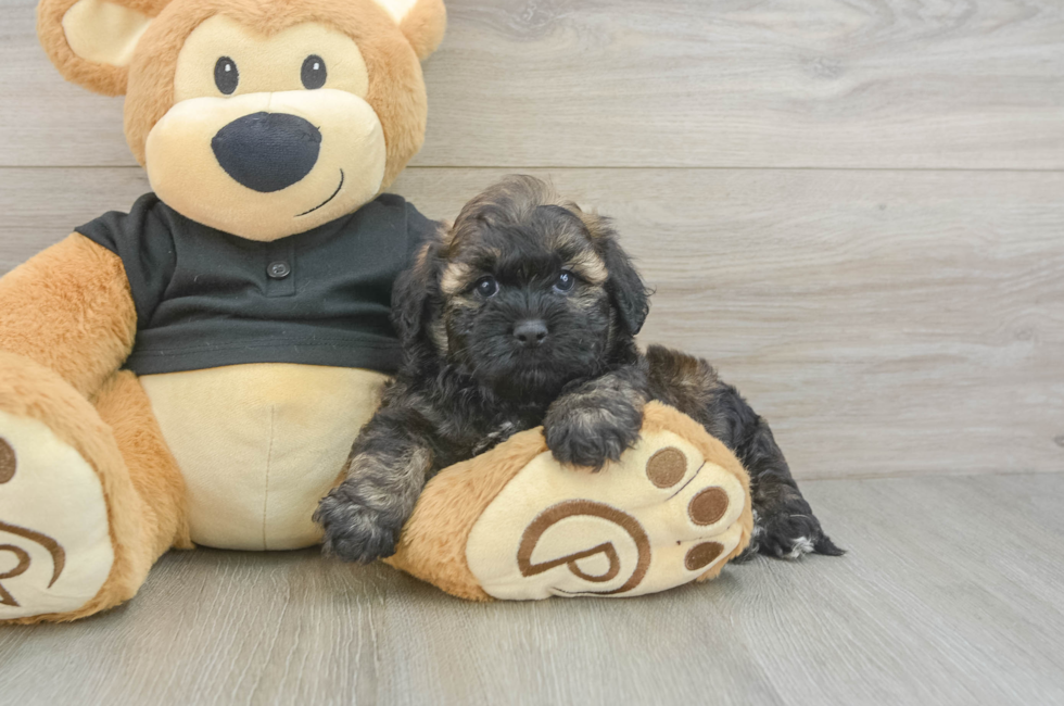 5 week old Shih Poo Puppy For Sale - Puppy Love PR