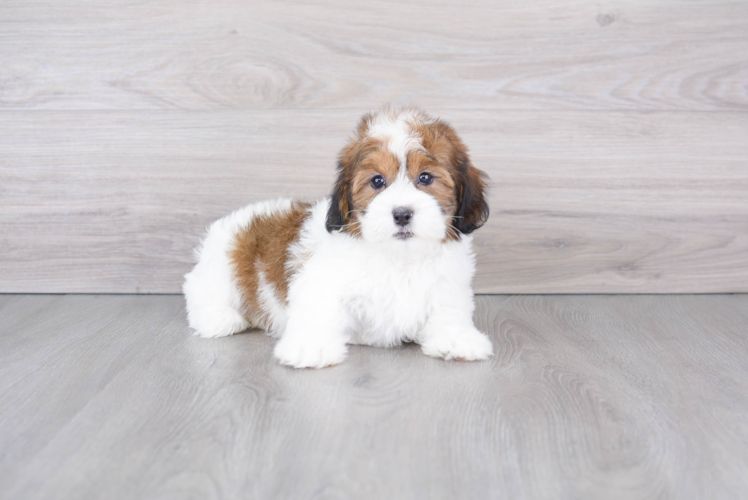Meet Milo - our Shih Poo Puppy Photo 1/3 - Puppy Love PR Shih Poo Puppy for Adoption