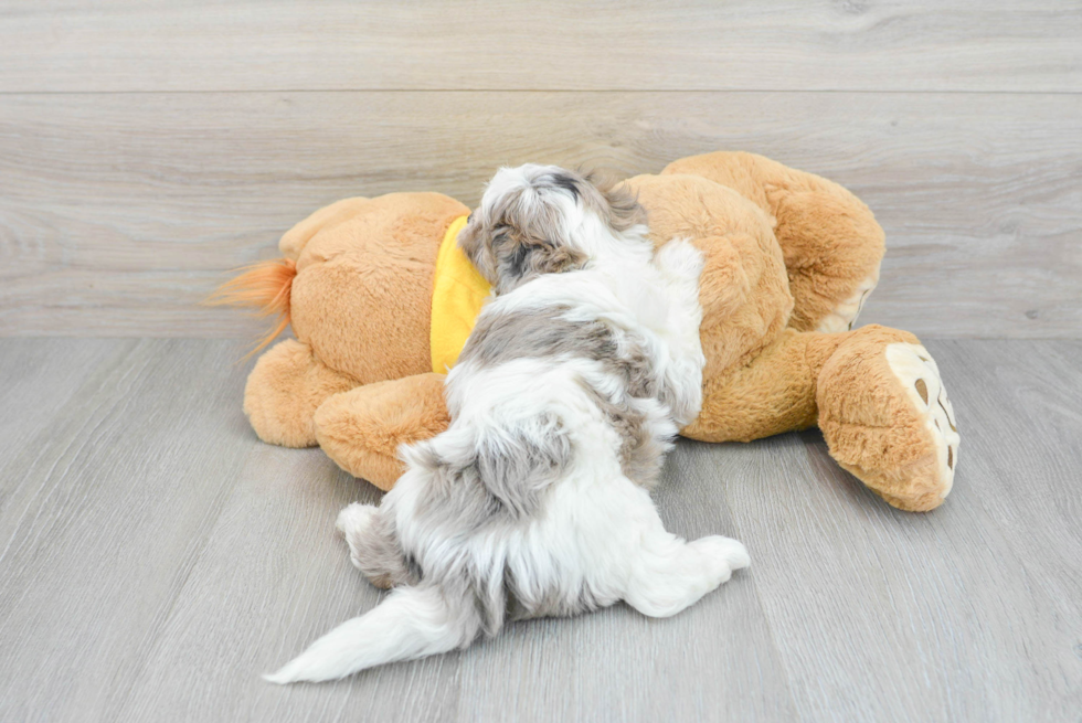 Happy Shih Poo Baby