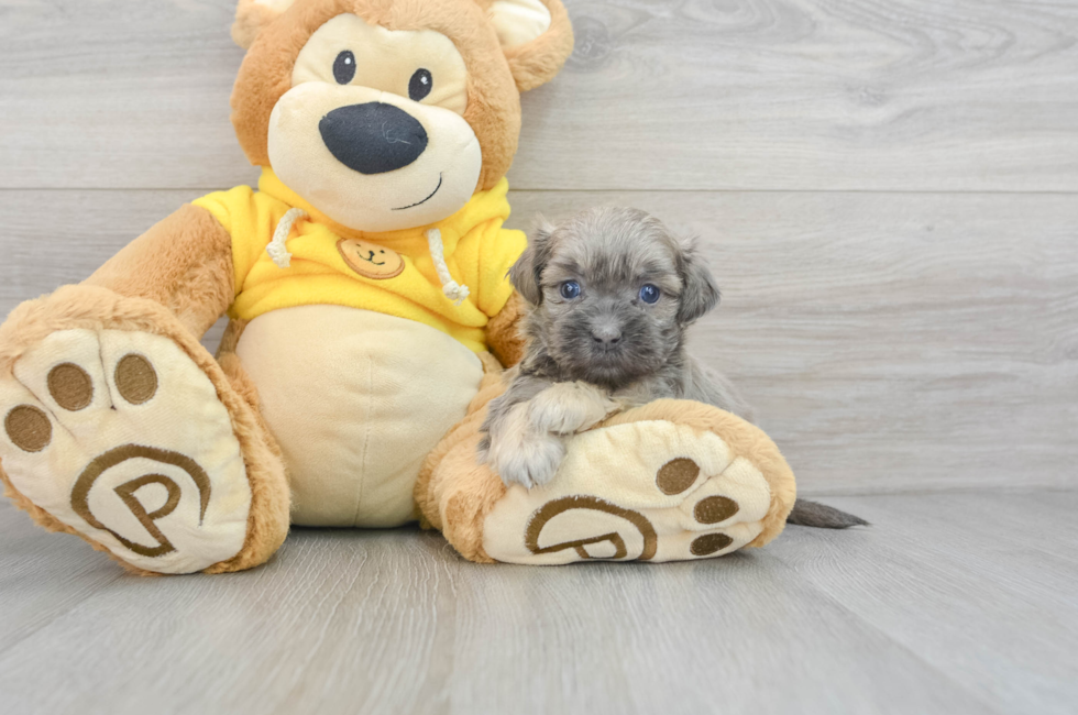 5 week old Shih Poo Puppy For Sale - Puppy Love PR
