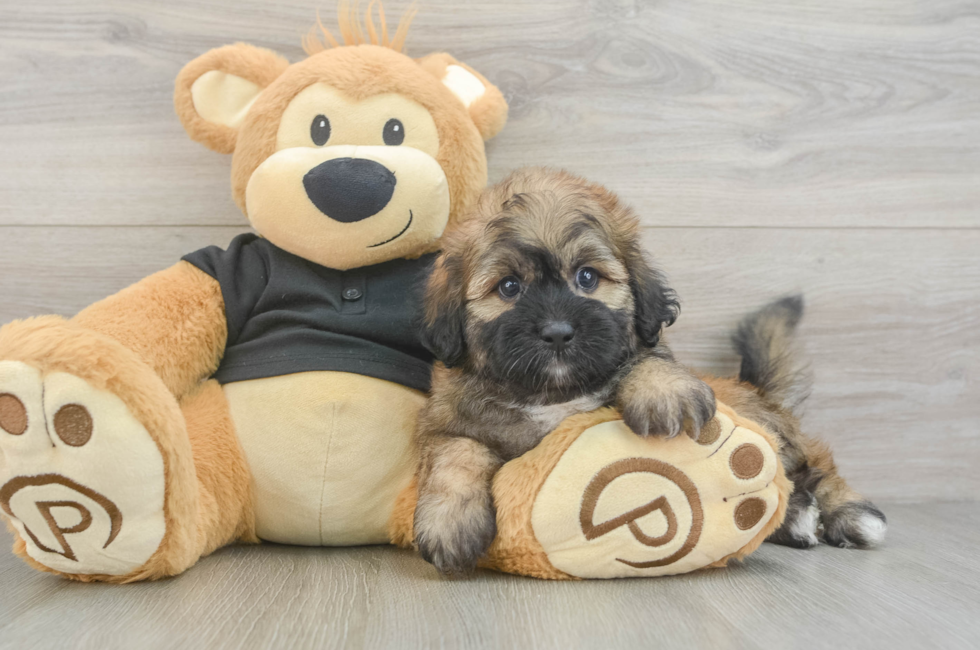 5 week old Shih Poo Puppy For Sale - Puppy Love PR