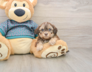 8 week old Shih Poo Puppy For Sale - Puppy Love PR