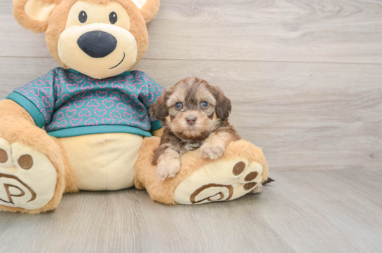 Smart Shih Poo Poodle Mix Pup