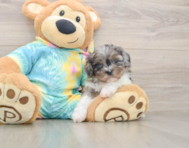 5 week old Shih Poo Puppy For Sale - Puppy Love PR