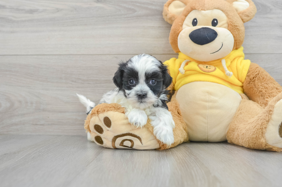 5 week old Shih Poo Puppy For Sale - Puppy Love PR