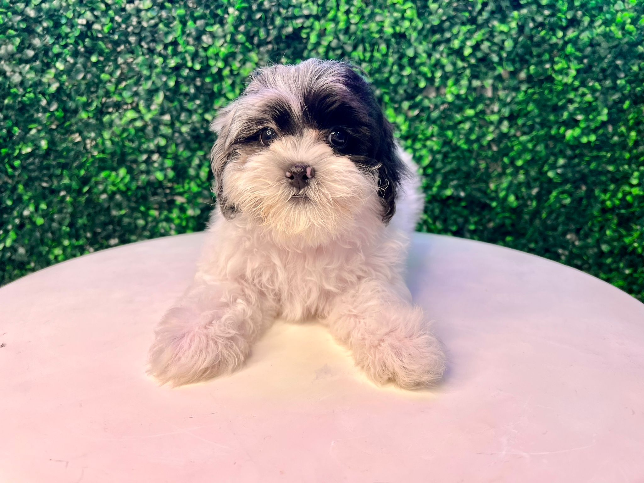 Shih Poo Puppy for Adoption