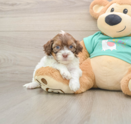 8 week old Shih Poo Puppy For Sale - Puppy Love PR