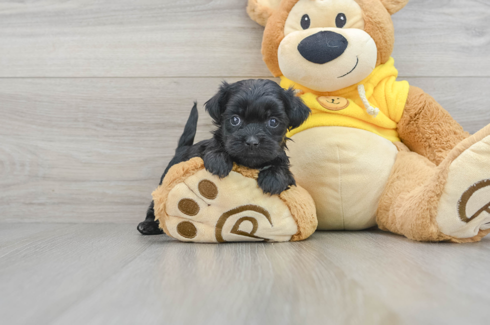 5 week old Shih Poo Puppy For Sale - Puppy Love PR
