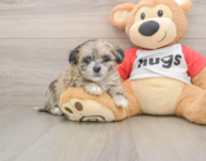 8 week old Shih Poo Puppy For Sale - Puppy Love PR