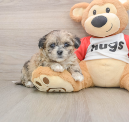 8 week old Shih Poo Puppy For Sale - Puppy Love PR
