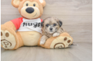 Funny Shih Poo Poodle Mix Pup