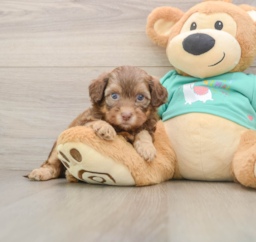 8 week old Shih Poo Puppy For Sale - Puppy Love PR