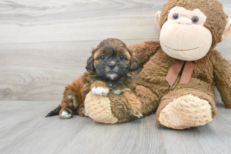 Cute Shih Poo Baby