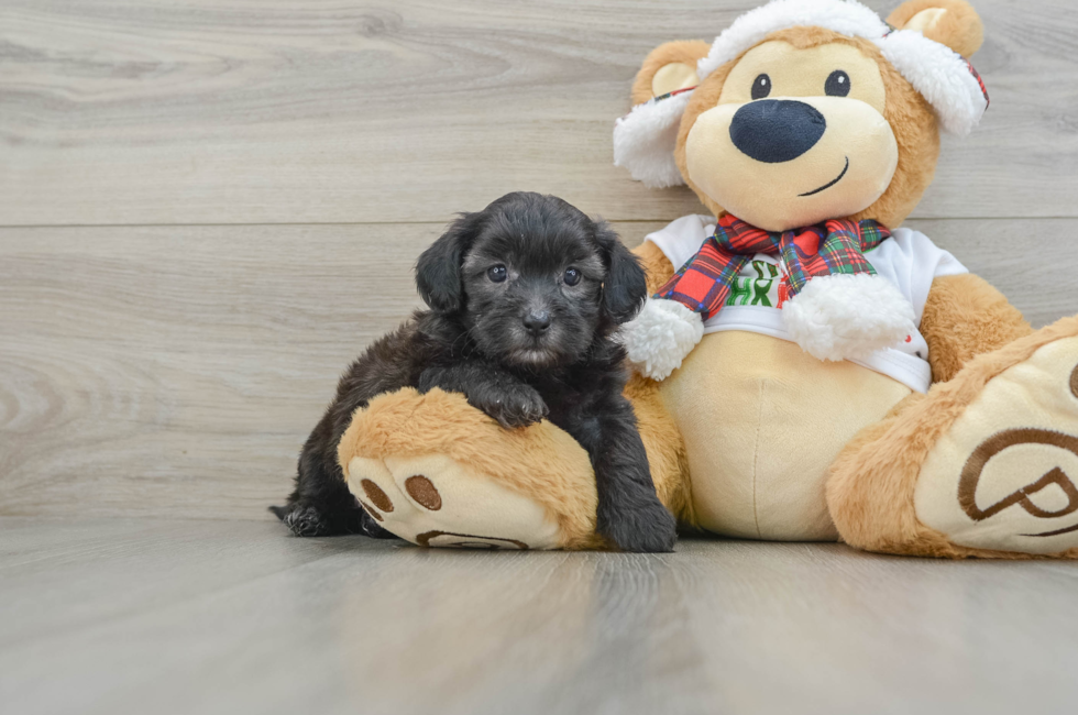 5 week old Shih Poo Puppy For Sale - Puppy Love PR