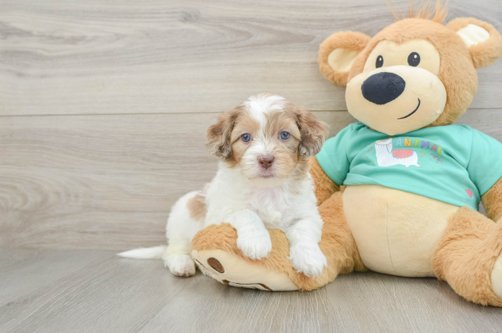 6 week old Shih Poo Puppy For Sale - Puppy Love PR