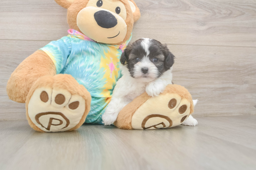 5 week old Shih Poo Puppy For Sale - Puppy Love PR