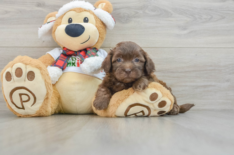 5 week old Shih Poo Puppy For Sale - Puppy Love PR