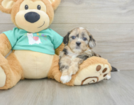7 week old Shih Poo Puppy For Sale - Puppy Love PR