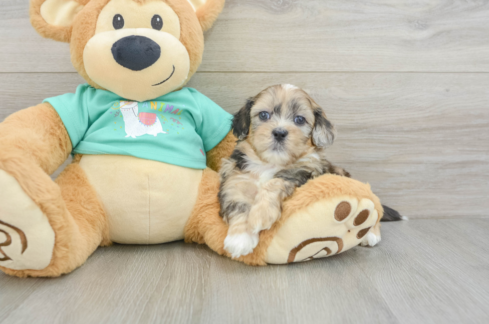 6 week old Shih Poo Puppy For Sale - Puppy Love PR