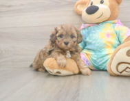7 week old Shih Poo Puppy For Sale - Puppy Love PR
