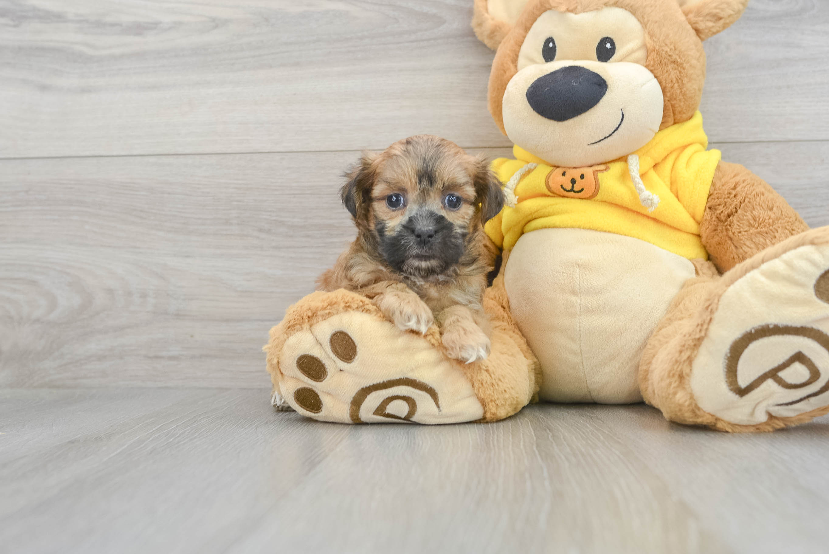 Best Shih Poo Baby