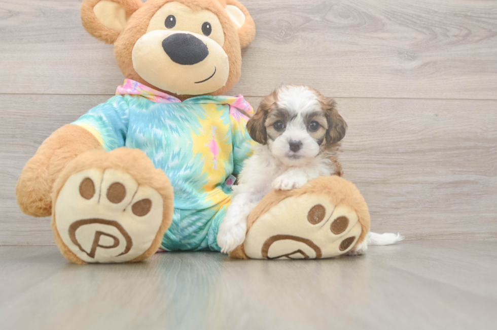 5 week old Shih Poo Puppy For Sale - Puppy Love PR