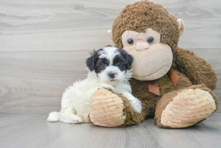 Shih Poo Puppy for Adoption