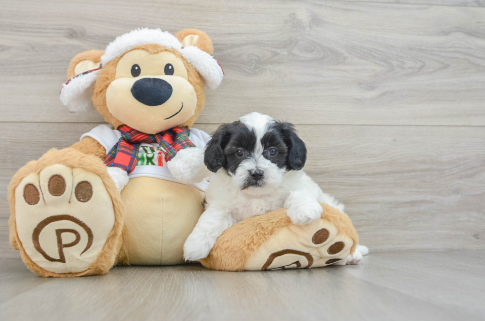 5 week old Shih Poo Puppy For Sale - Puppy Love PR