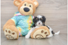 Shih Poo Pup Being Cute