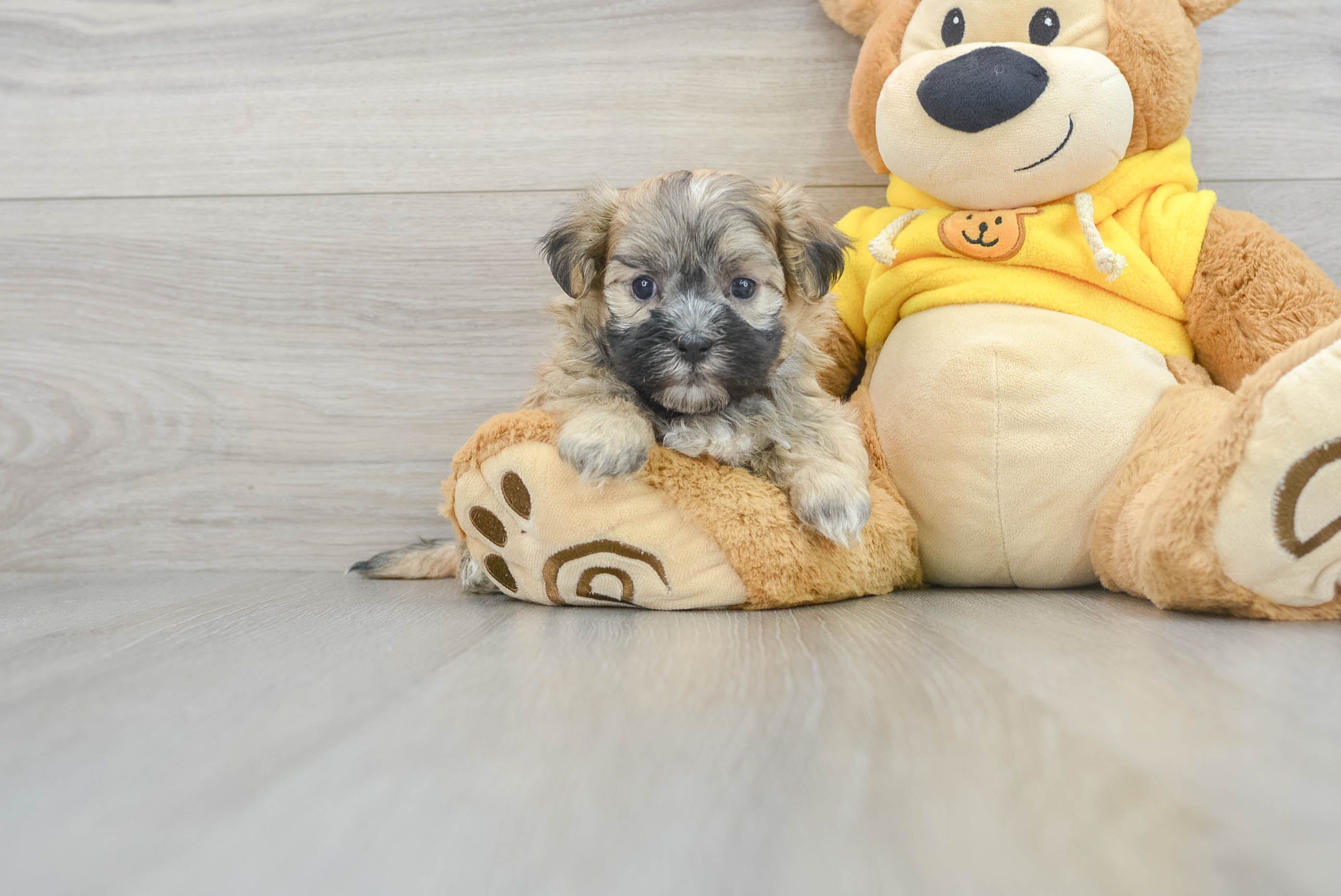 Best Shih Poo Baby