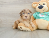 7 week old Shih Poo Puppy For Sale - Puppy Love PR